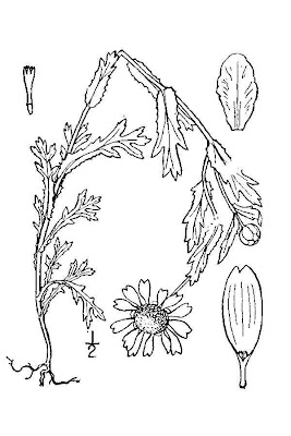 Saatwucherblume