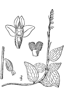 Lesser rattlesnake plantain Lesser rattlesnake plantain