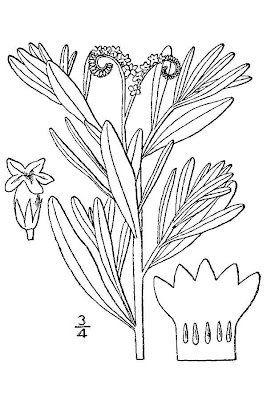 Quail plant
