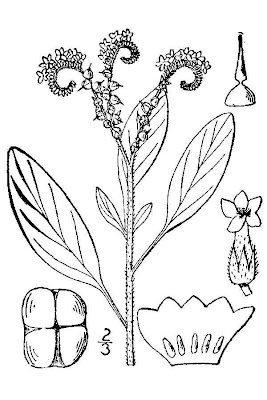 Caterpillar-weed Caterpillar-weed