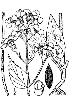 Arragone Arragone