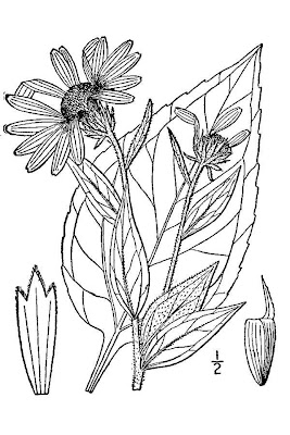 Casta�a de tierra