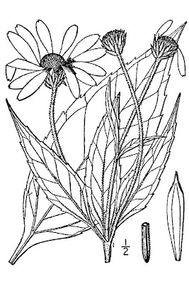 Casta�a de tierra
