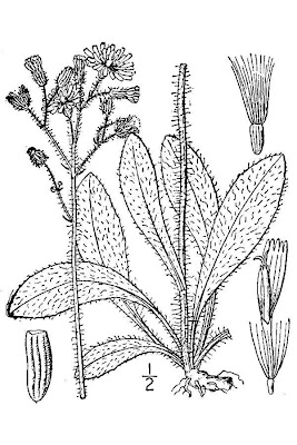 Meadow hawkweed