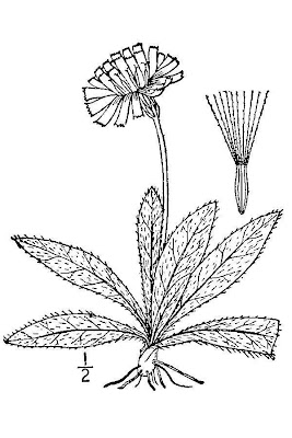 Mouse-ear hawkweed Mouse-ear hawkweed