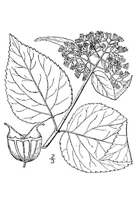 Hortensia de Virginie Hortensia de Virginie