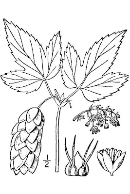 L�pulo