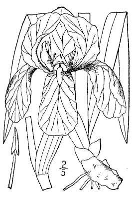 Giaggiolo paonazzo Giaggiolo paonazzo