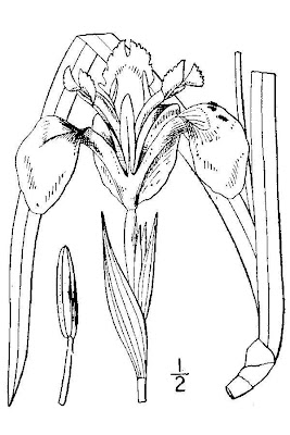 Coltellacci Coltellacci