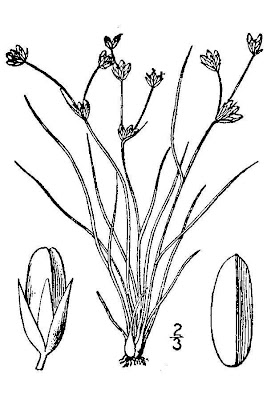 Bulbous rush Bulbous rush