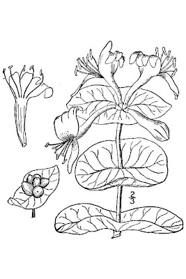 Lonicera caprifolium L.
