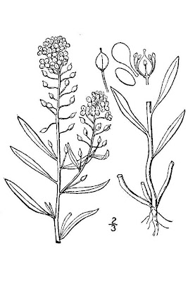 Alysse corbeille d'argent Alysse corbeille d'argent