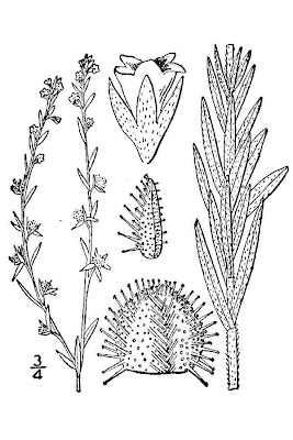 European stickseed