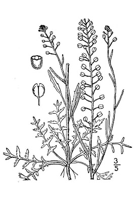 Common pepperweed Common pepperweed