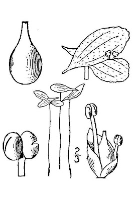 Lemna trisulca L.