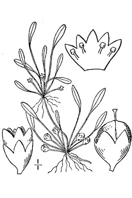 Awl-leaf mudwort