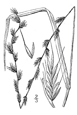 Annual ryegrass Annual ryegrass