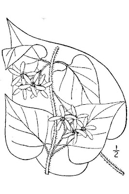 Baldwin's milkvine Baldwin's milkvine