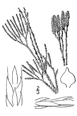 Deep Root Ground Pine Deep Root Ground Pine
