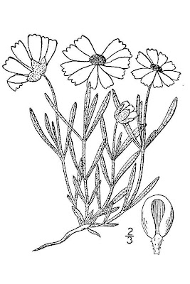 Blackfoot Daisy Blackfoot Daisy