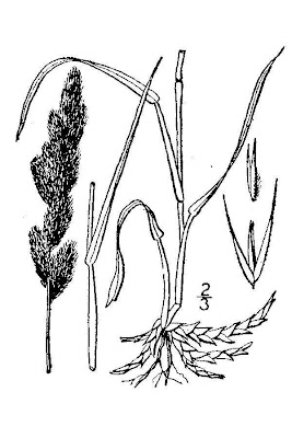 Green muhly Green muhly