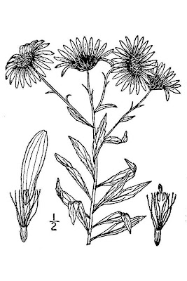 Oclemena nemoralis,
bog aster,
leafy bog aster
