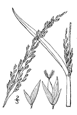 Coastal panicgrass Coastal panicgrass