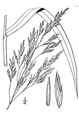 Common rivergrass Common rivergrass