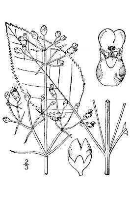 Eastern figwort