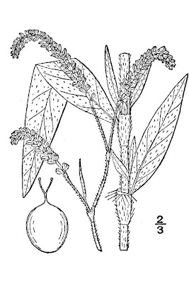 Carey's smartweed Carey's smartweed