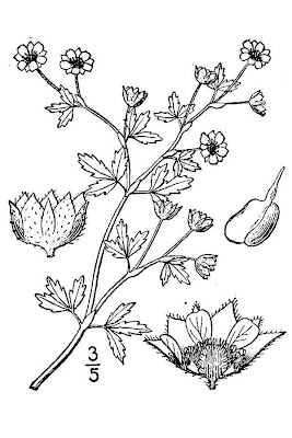 Bushy cinquefoil Bushy cinquefoil