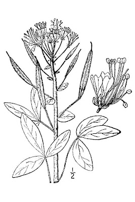 Clammyweed