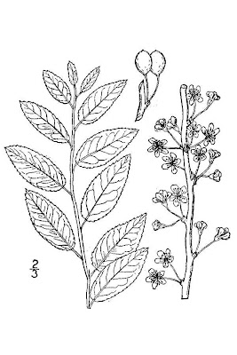 Oklahoma plum Oklahoma plum