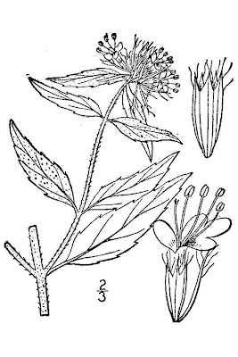 Clinopod Mountain Mint Clinopod Mountain Mint