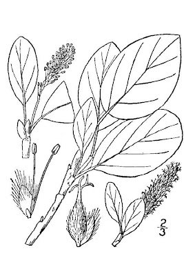 Arctic willow Arctic willow