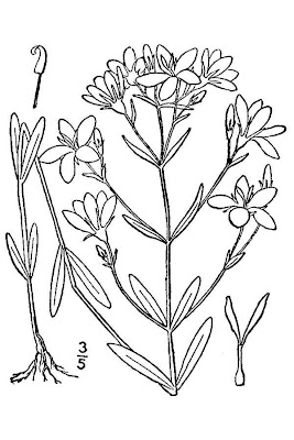 Sabatia brachiata,
narrowleaf rose gentian,
narrowleaf rosegentian