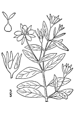 Sabatia calycina,
coastal rose gentian,
coastal rosegentian