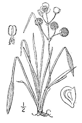 Sagittaria graminea,
Chapman's arrowhead,
coastal arrowhead,
delta arrowhead,
erva-seta,
grasbl&auml;ttriges Pfeilkraut,
grass-leaf arrowhead,
grassy arrowhead,
sagittaire &agrave; feuilles de gramin&eacute;es,
sagittaire &Oacute; feuilles de gramin&Uacute;es