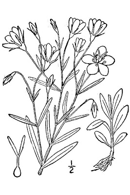 Sabatia stellaris,
rose of Plymouth