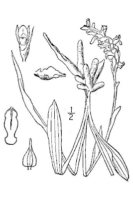 Wyoming Ladies Tresses