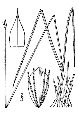 Bashful bulrush Bashful bulrush