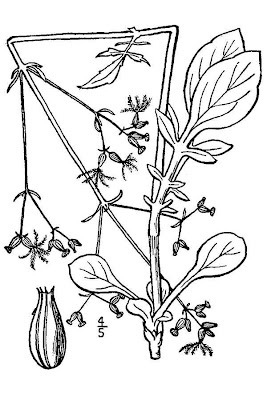 Valeriana dioica var. sylvatica,
woods valerian,
woods valeriana