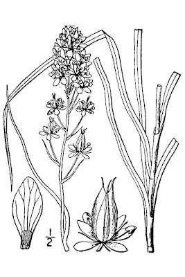 Zigadenus venenosus var. gramineus,
deathcamas,
elegant death camas,
grassy death camas,
grassy deathcamas,
meadow death camas,
Watson's death camas