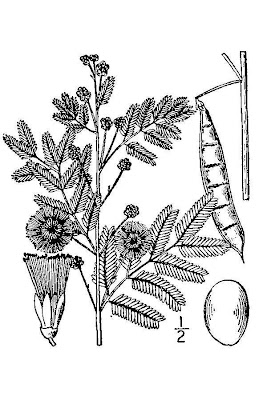 Acacia angustissima,<br />Chisos prairie acacia,<br />prairie acacia,<br />prairie wattle,<br />Shreve's prairie acacia,<br />white-ball acacia,<br />whiteball acacia