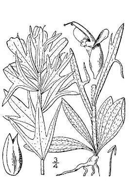Scarlet Indian Paintbrush
