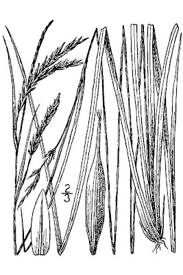 White Edge Sedge