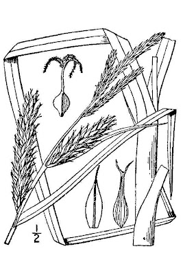 Wheat Sedge