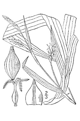Carex careyana,
Carey's sedge