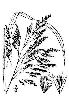 Calamagrostis canadensis var. macouniana,
bluejoint,
Macoun's reedgrass