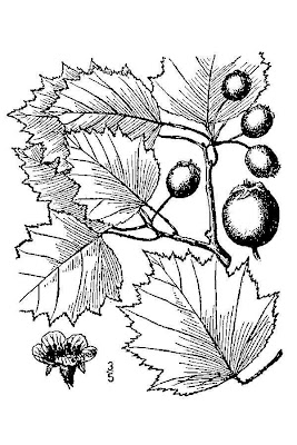 Fanleaf hawthorn